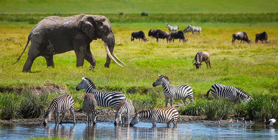 6 Days Great Serengeti Migration Safaris – Calving Season – Ndutu Area - East Safari Tours - Safarigo