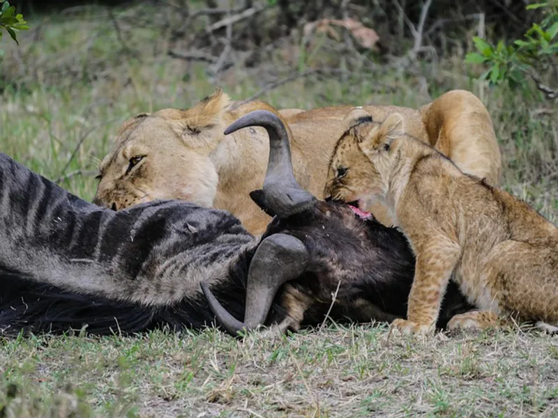 7-Day Best Kenyan Safari in 4x4 Land Cruiser