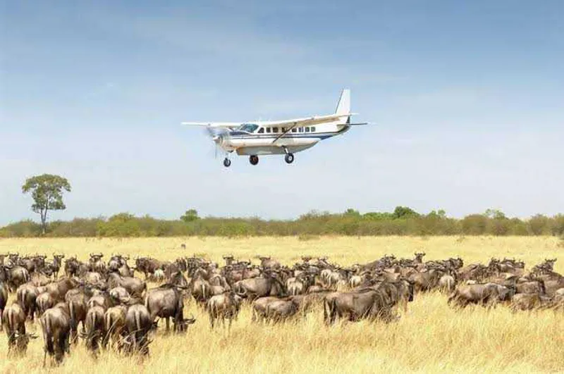 6 Days Calving Season, Ndutu, Central Serengeti, Tarangire and Ngorongoro Crater