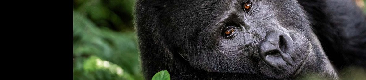 16-Day Kenya & Uganda - Gorillas, Chimps, and the Big 5