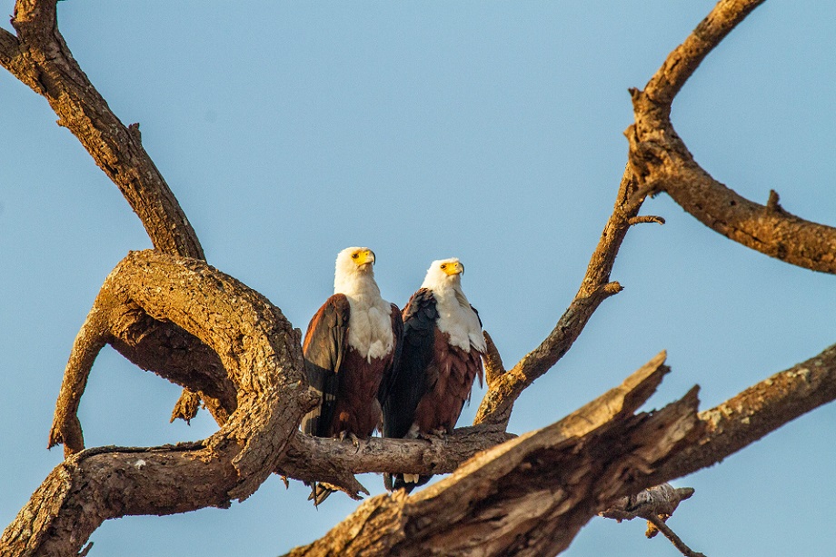 7-Day Kenya Wildlife Adventure & Outdoors Activities Safari