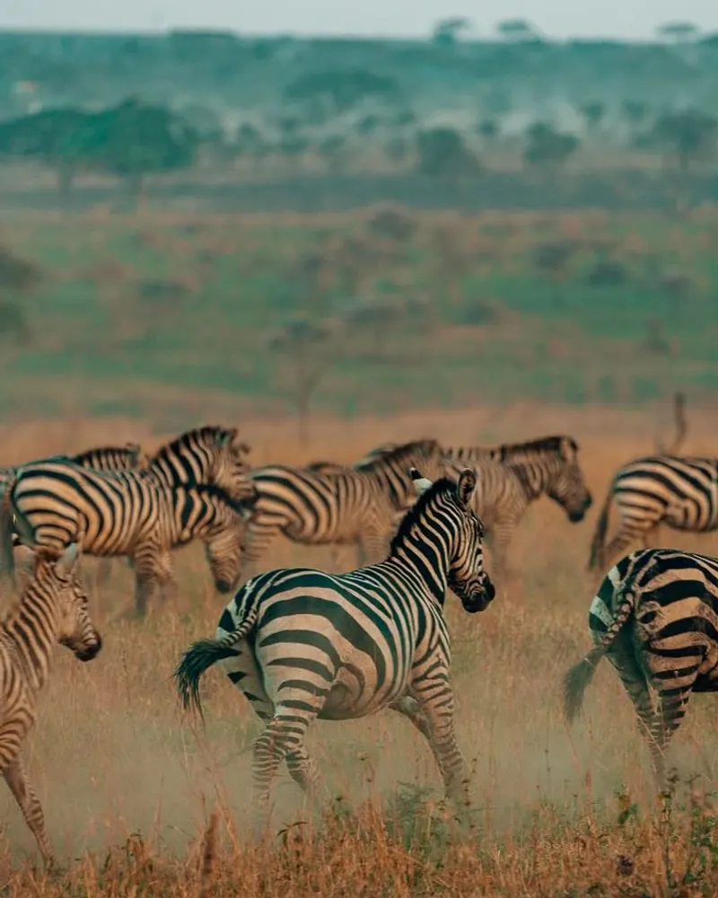 10 - Day Lake Nakuru, Masai Mara, Serengeti, Ngorongoro Safari