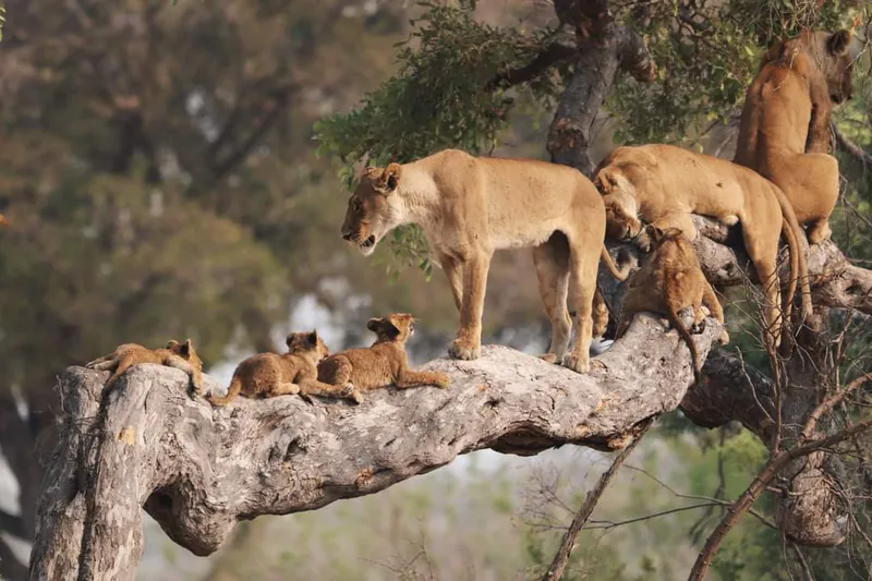 3 Days-Serengeti and Ngorongoro Crater