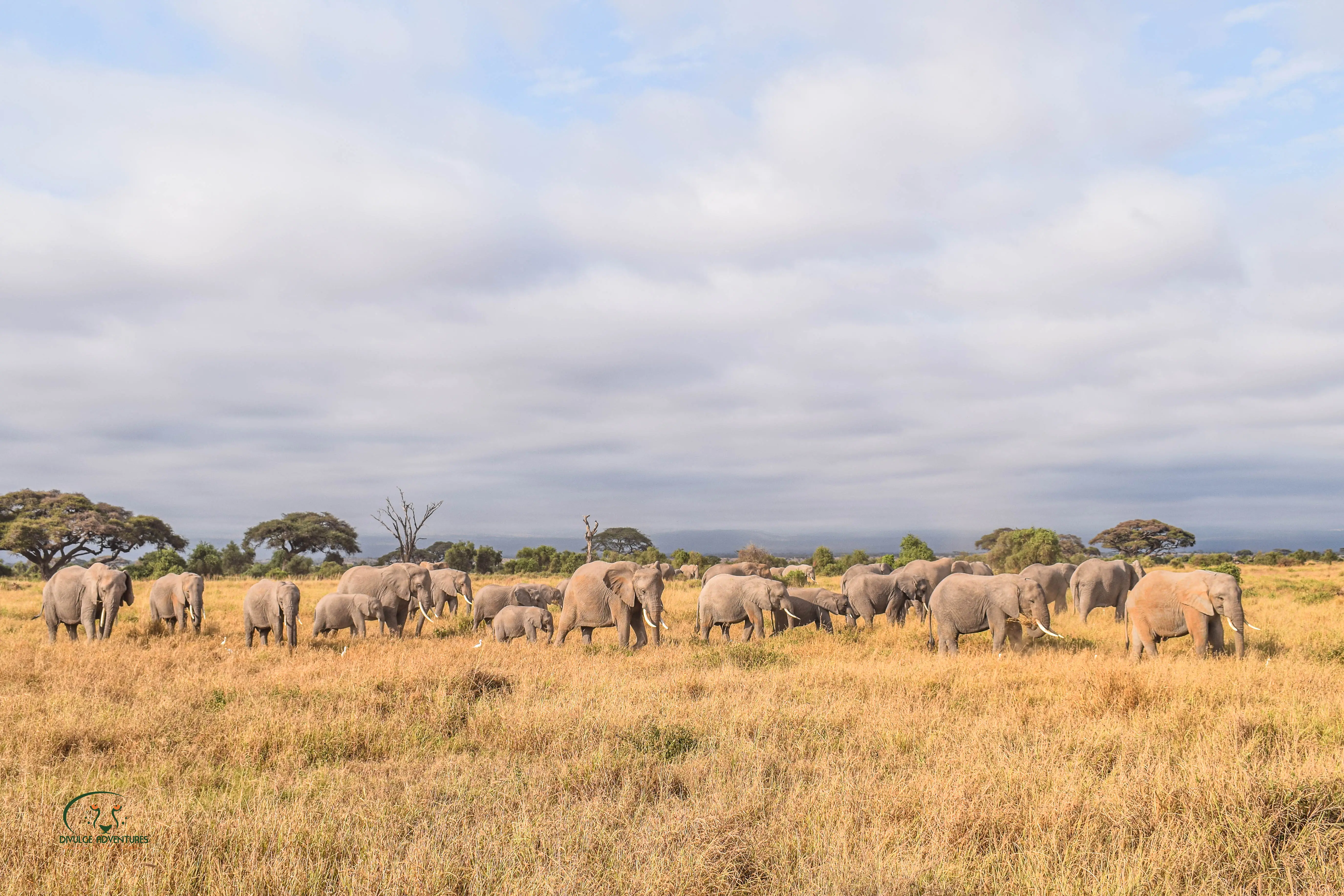 8-Day Amboseli, Naivasha, Nakuru & Masai Mara Sopa Circuit Safari