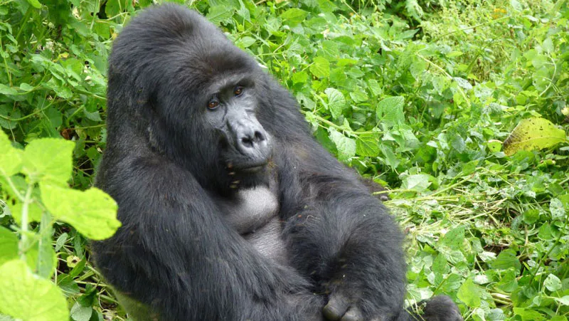 3-days Gorilla Tracking Safari in Uganda