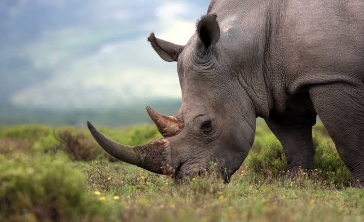 6 Days Ultimate Serengeti Migration Safari: Tarangire, North Serengeti, Central Serengeti & Ngorongoro Crater