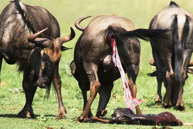 5-DAY WILDEBEEST MIGRATION CALVING IN NDUTU DEC TO APRIL