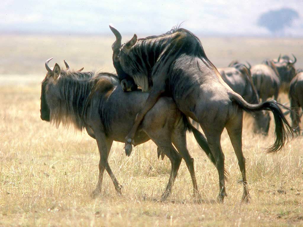 Explore the Serengeti & Maasai Mara: 8-Day Migration Luxury Safari - Januz Safaris - Safarigo