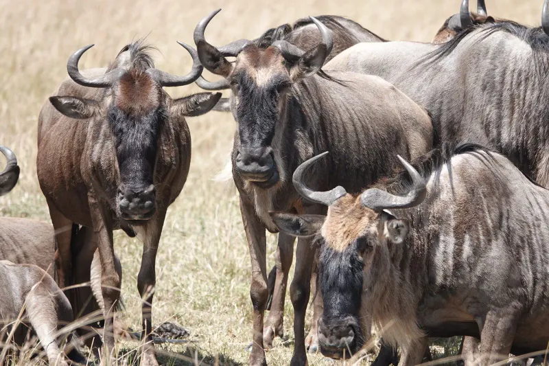 4 days luxury safari