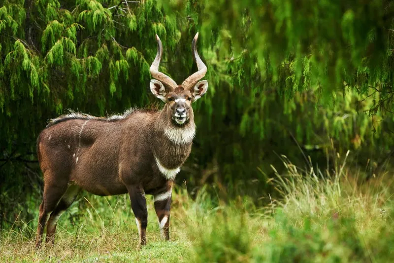 4-Day Bale Mountain Hiking Expedition through Nature Majesty