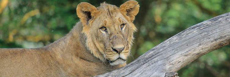 7-Day Lakes and Plains of Kenya Safari