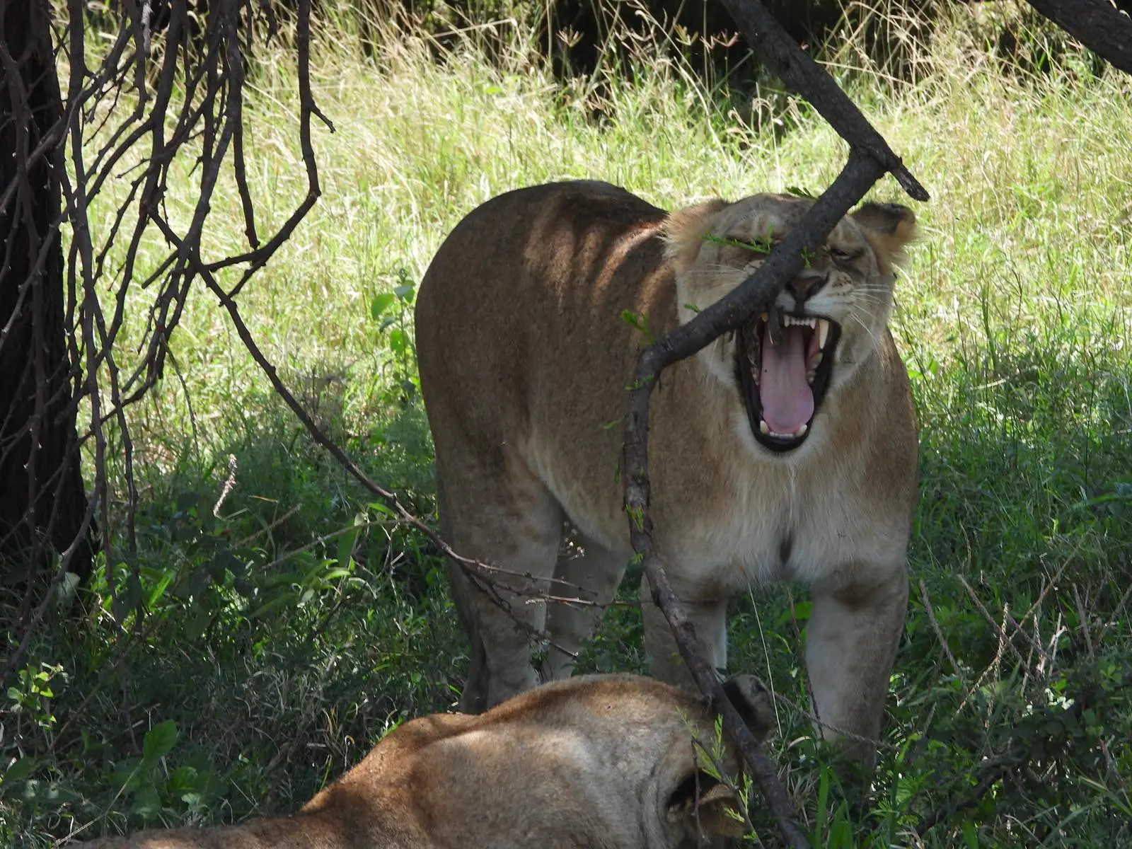 3DAYS SAFARI TO TARANGIRE ,MANYARA AND NGORONGORO CRATER