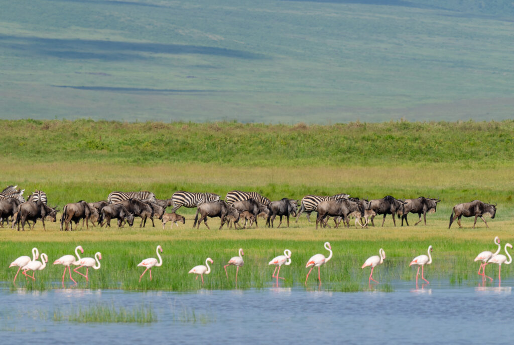 8-Day Mid-Luxury Ndutu Migration, December–April