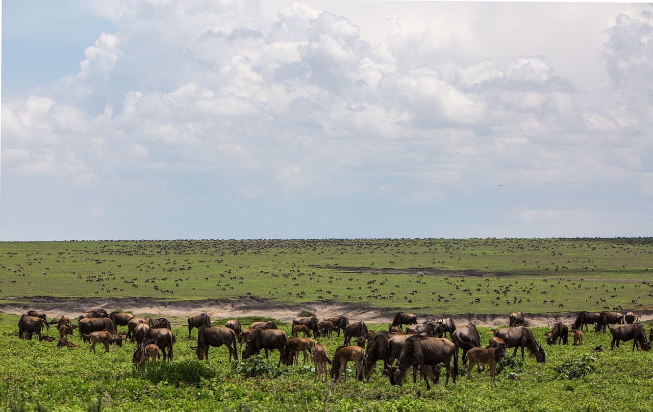 6-Days Ngorongoro, Serengeti, Lake Manyara Experience Safari
