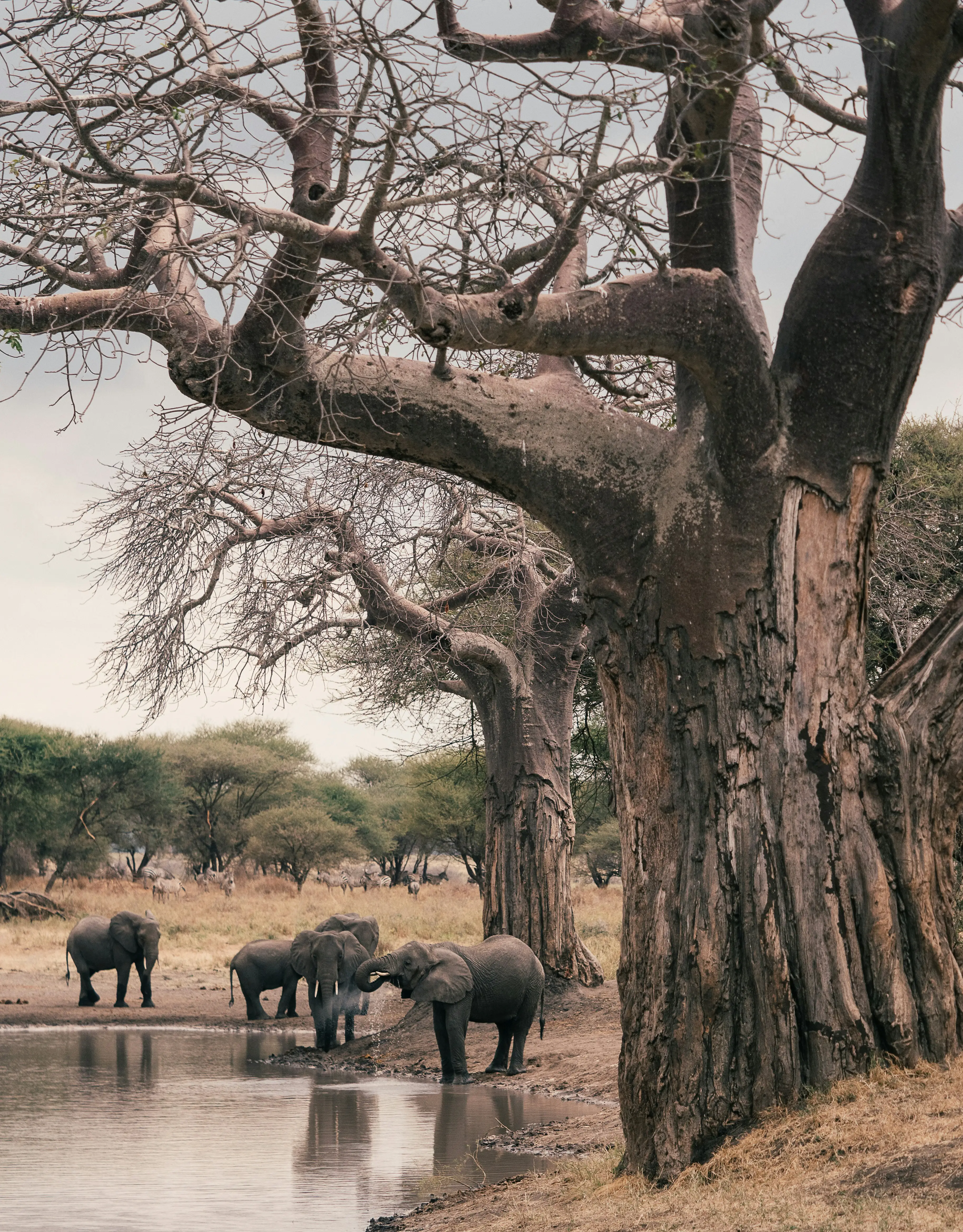6-Day Tanzanian Safari Where Wildlife Meets Luxury