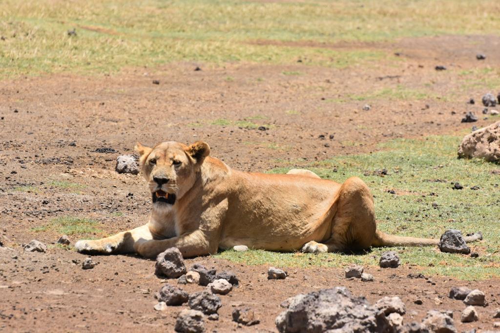 5Days safari experience
