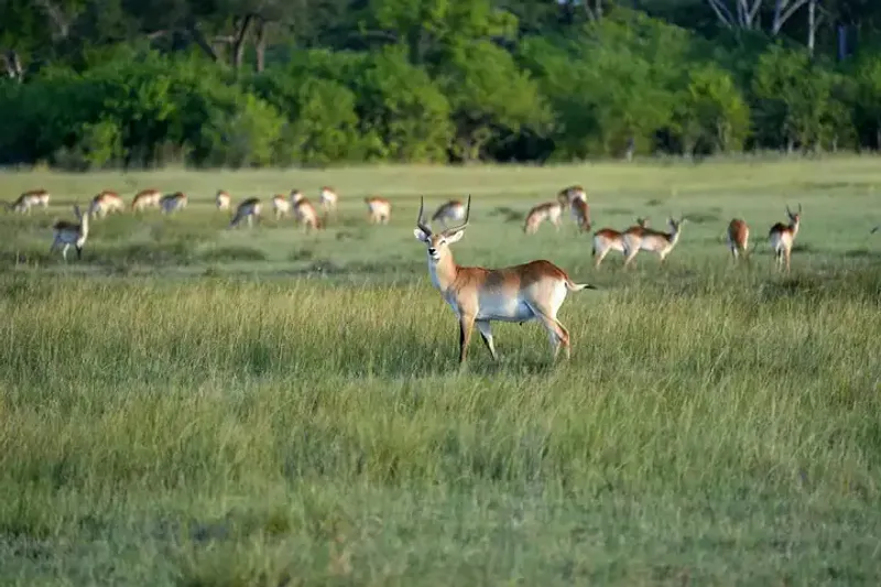 3 days: Khwai Concession Explore (Moremi Game Reserve)