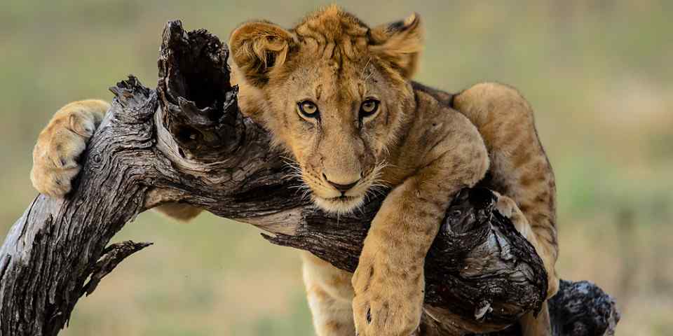 6-Day Safari: Tarangire, Ndutu, Central Serengeti, and Ngorongoro Crater Adventure - HODOPHILE ADVENTURES - Safarigo