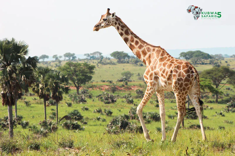 3-Day Breathtaking Safari To Lake Mburo National Park