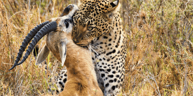 1-Day Full Day of Shared Safari in Mikumi Flying in & out from Zanzibar