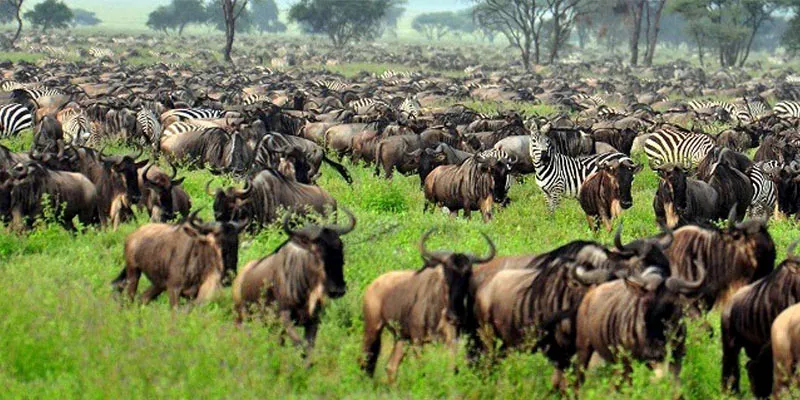 4-Day Wildlife Spectacle Calving Season in Ndutu