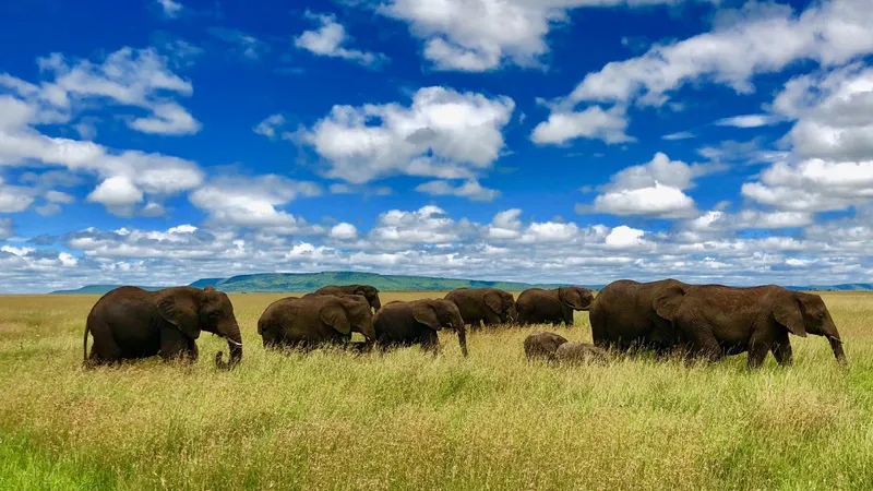 6 Day - Ultimate Kenya & Tanzania Safari