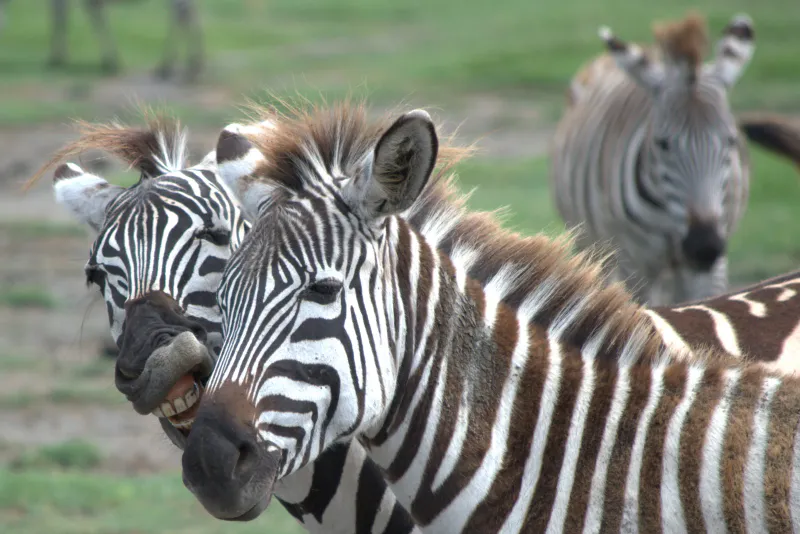 5-Day Luxury Tanzania Safari: Tarangire, Serengeti, Ngorongoro & Lake Manyara