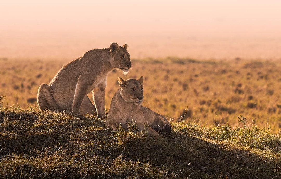8-Day Classic Great Migration Safari: Tarangire, Serengeti, Mara River Crossing, Ngorongoro & Lake Manyara