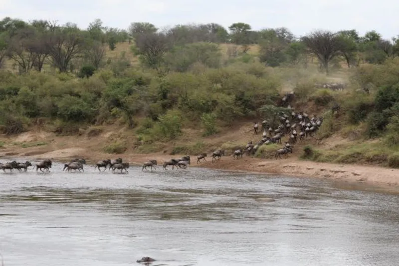 8 -Day Great Migration River Crossing Mid-Range Safari (August to October)