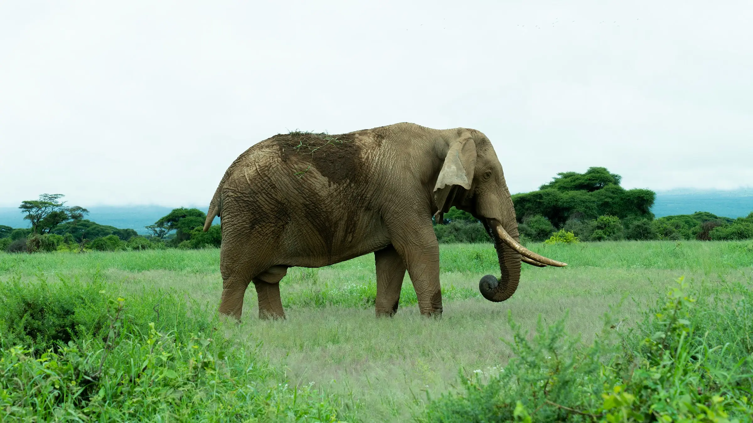 6-Day Premier Safari Across Kenya & Tanzania