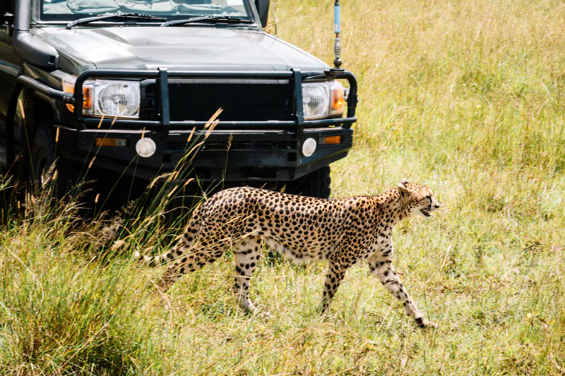 3-Day Masai Mara 4x4 Mid-Range Safari