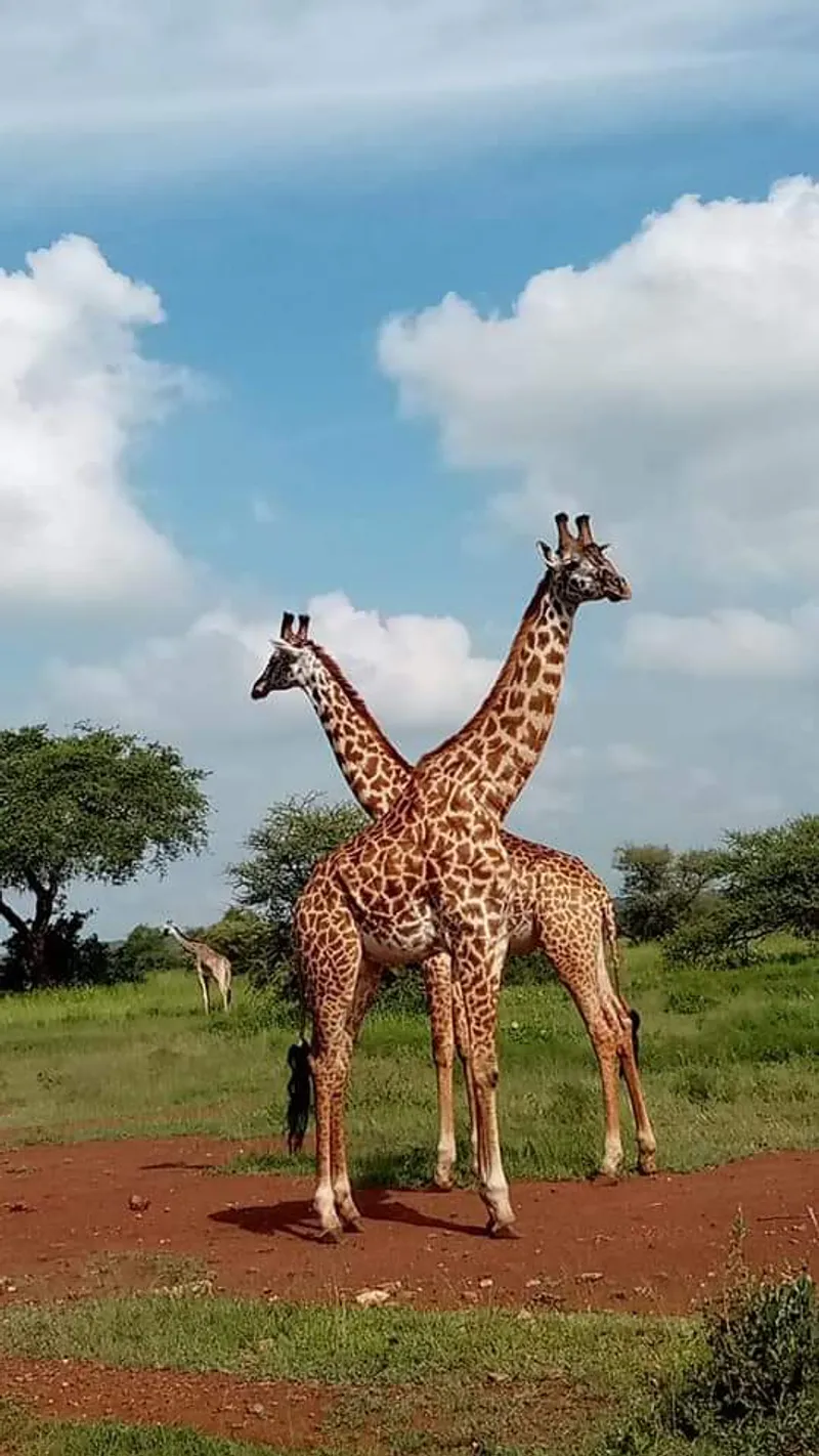 7 Days Tanzania Migration Safari