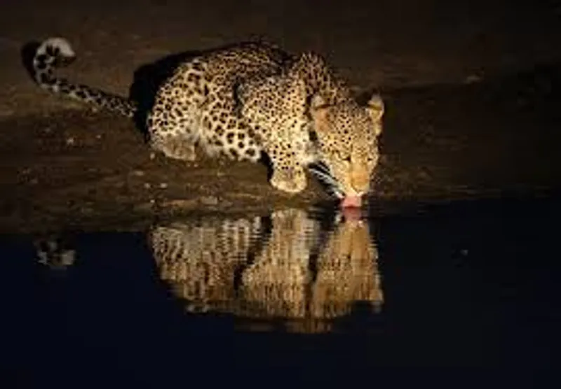 6 - Days Night gamedrive & Balloon safari