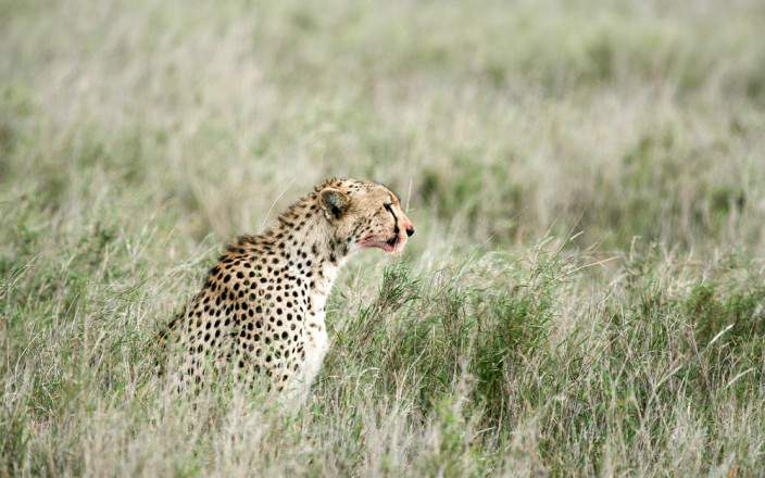 7-Day Luxury Safari to Amazing Four National Park