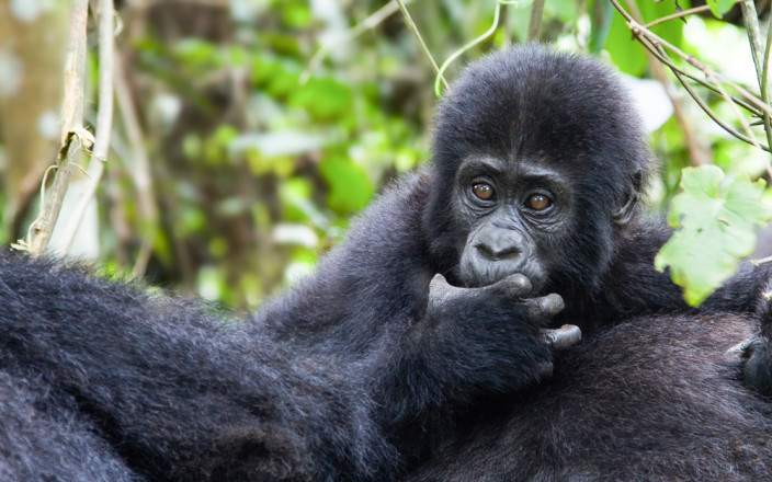 7 Day Camping Primate Tour in Uganda