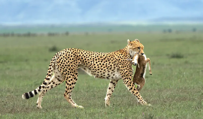 8-Day Tanzania Safari & Zanzibar Beach Combination