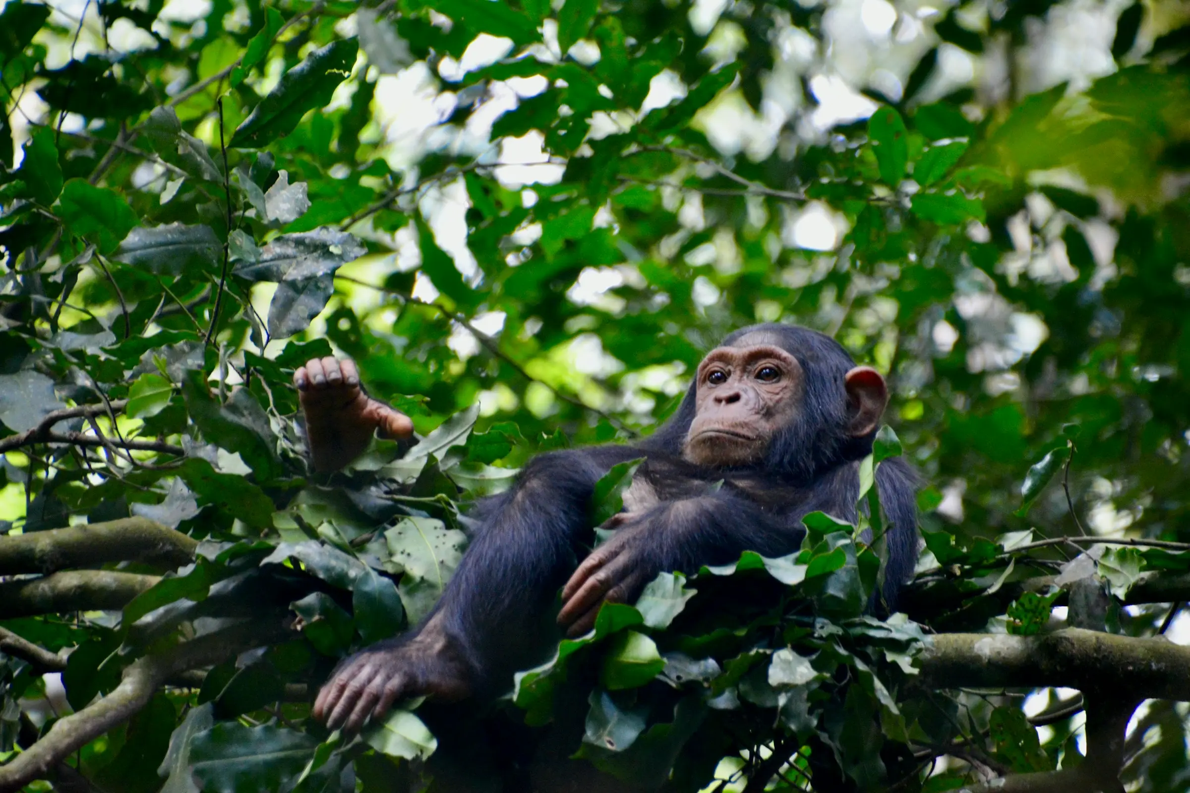 12-Day Explore wonders of Kenya, Tanzania & Zanzibar Family Safari