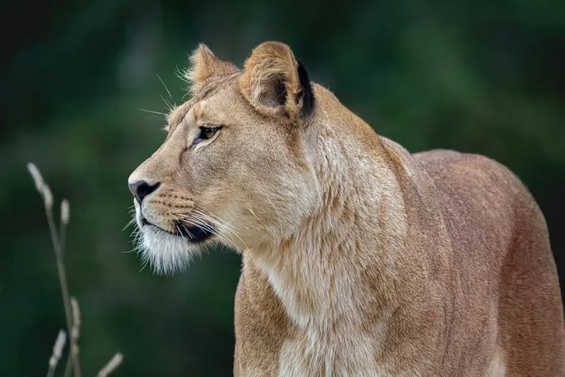 12 Day Premium Romantic Safari and Beach Retreat