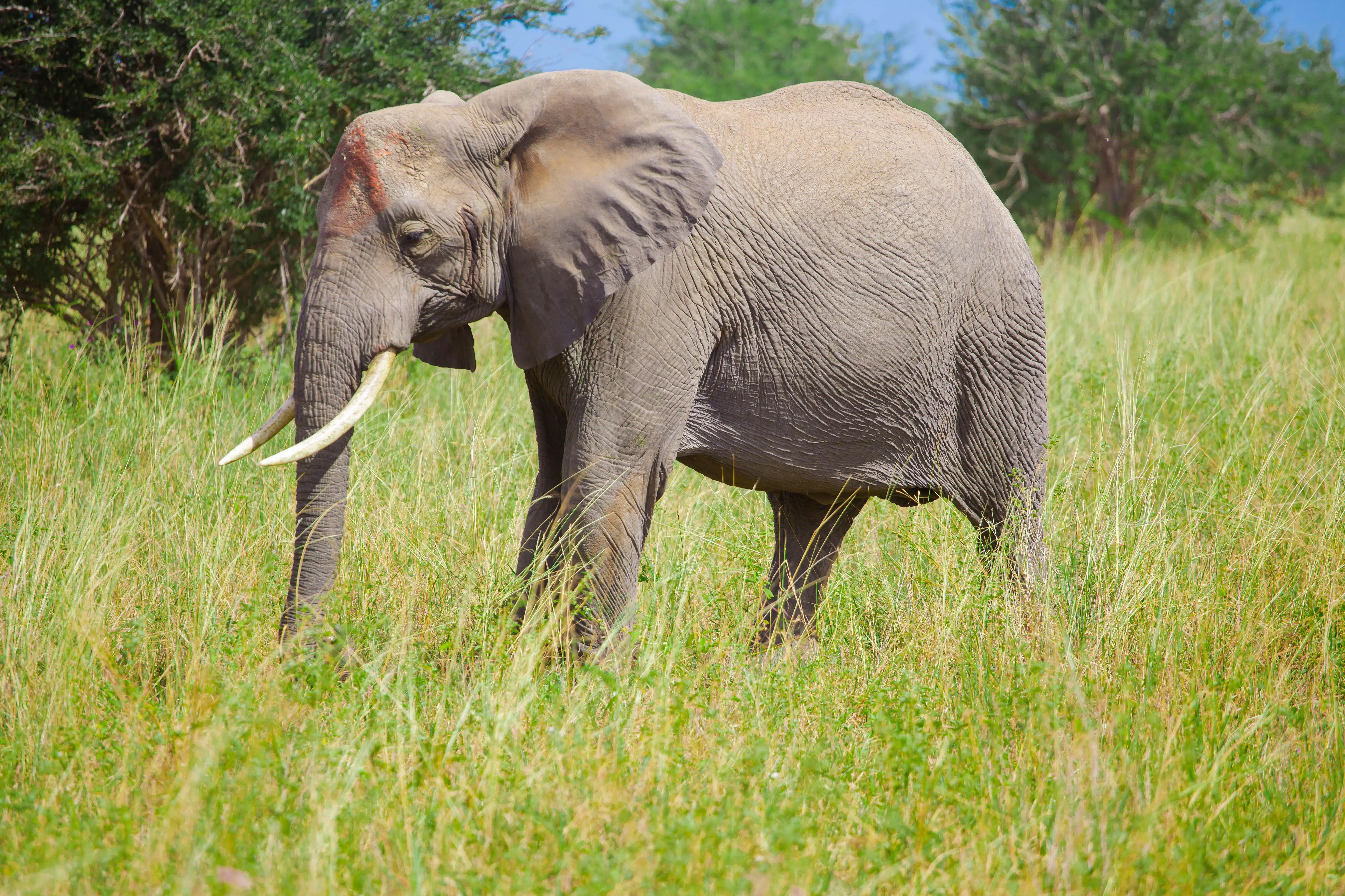 4-Day Classic Mid-Range Safari from Zanzibar: Tarangire, Serengeti & Ngorongoro Crater