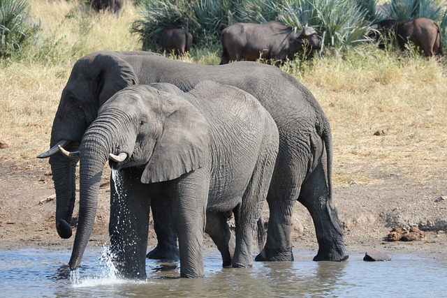 3 Days Tanzania lodge safari