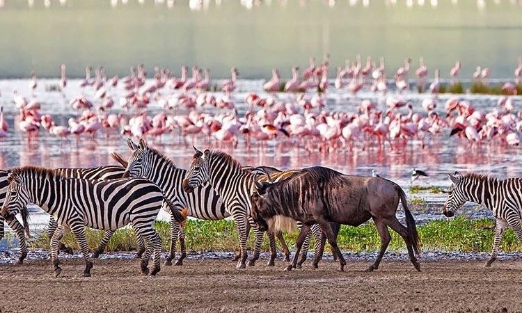3-Day Serengeti and Ngorongoro Crater Budget Safari Trip
