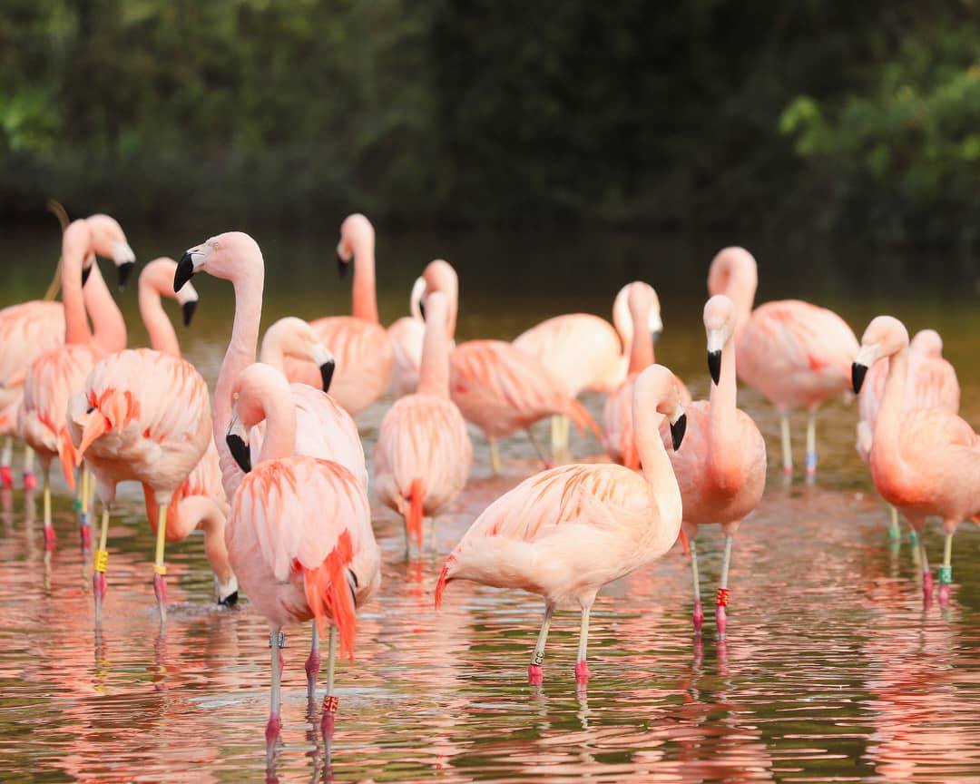 6 Days Ultimate Serengeti Migration Safari: Tarangire, North Serengeti, Central Serengeti & Ngorongoro Crater