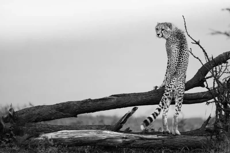 8 Day Luxury Wildlife Safari in Kenya
