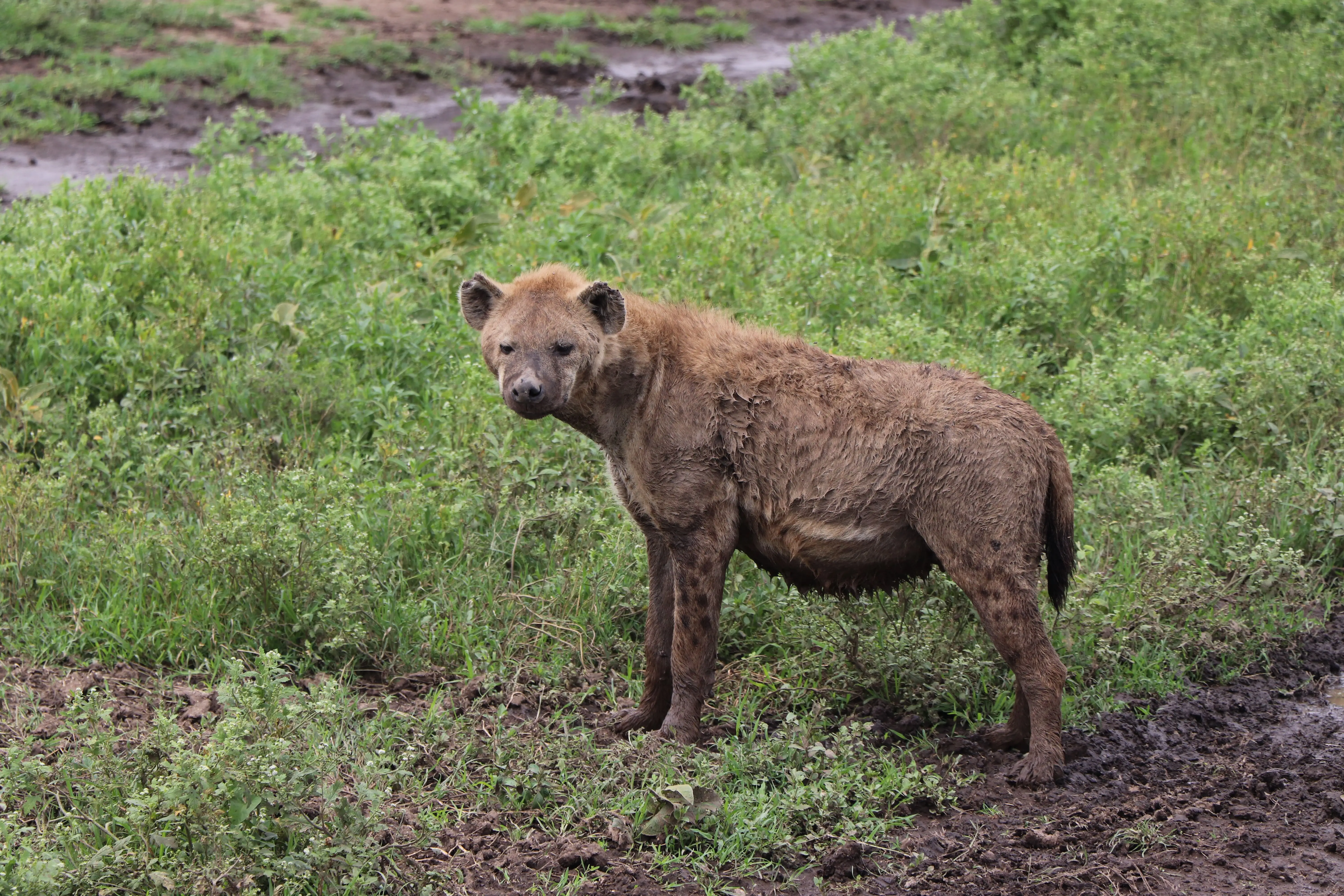 6 Days Northern Serengeti & Mara River Crossing Safari Witness the Greatest Wildlife Spectacle on Earth