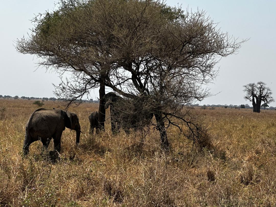 5Days safari experience