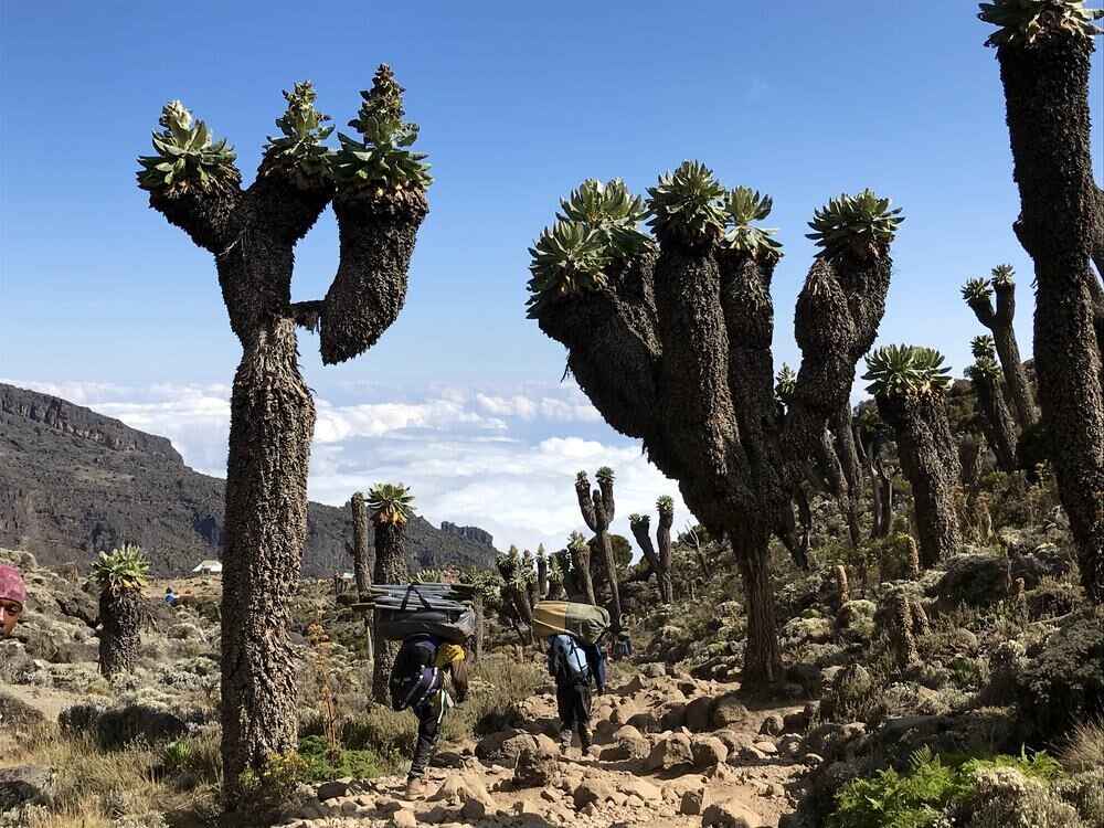 6 Days Successful Kilimanjaro Climb - Obrey Safaris & Hiking Limited - Safarigo