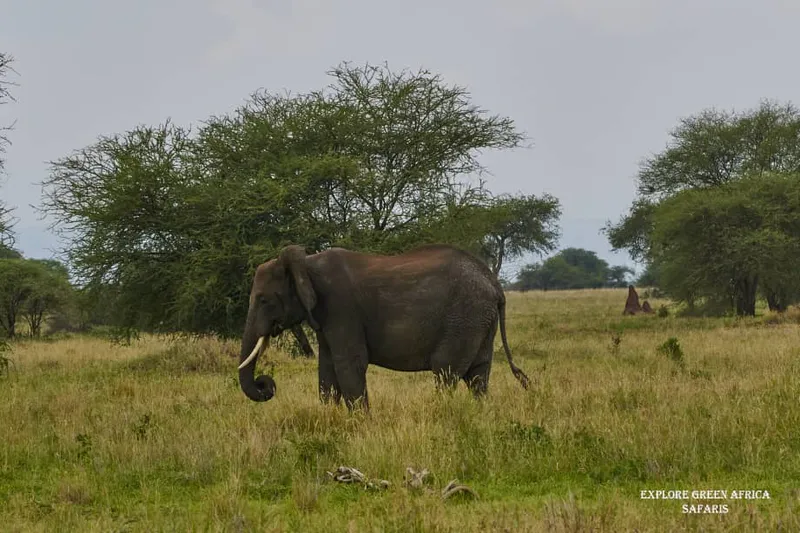2-Days Lake Manyara & Ngorongoro Amazing Adventure