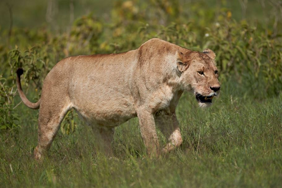 5-Day Best Northern Tanzania Luxury Safari