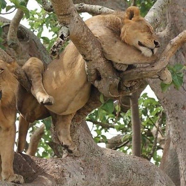 7-Days Maasai Mara ,Nakuru, naivasha and Amboseli Midrange safari.
