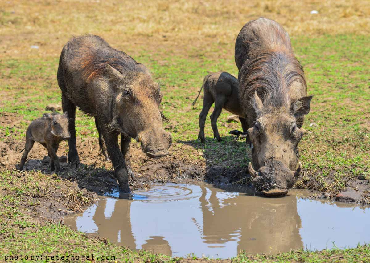 8-Day Adventure-Gorilla Trekking, and Rafting in Uganda